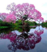Is this picture to the left from the Garden of Eden? It sure looks like it could be, doesn’t it? So lovely! But no, it’s not, for the Garden of Eden was even more beautiful! Heaven as well is even more gorgeous than all the beauty we enjoy today on earth!